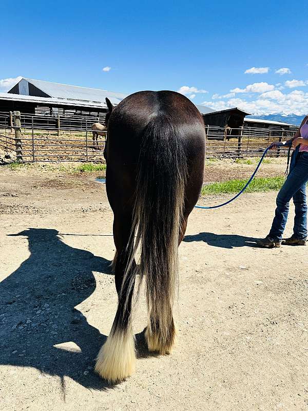 have-a-foal-gypsy-vanner-horse
