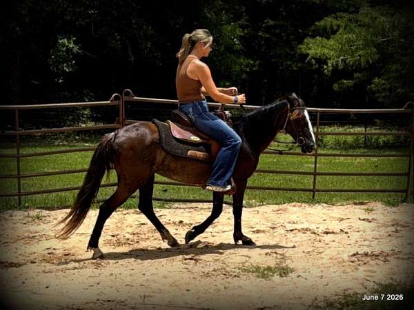 loads-trailers-paso-fino-horse