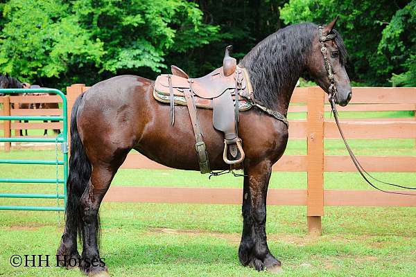 all-around-friesian-horse