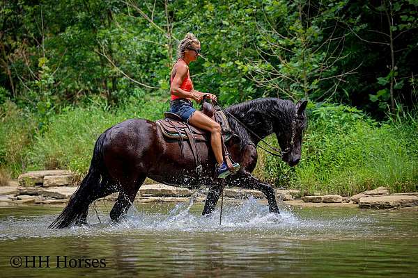 drill-team-friesian-horse