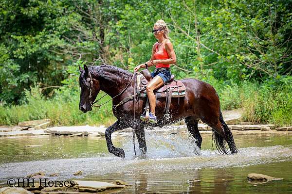 dressage-friesian-horse