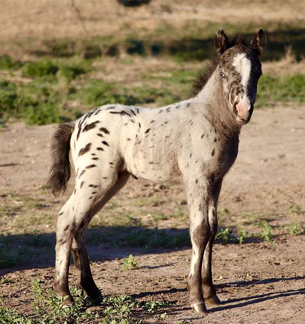 color-producer-show-appaloosa-horse