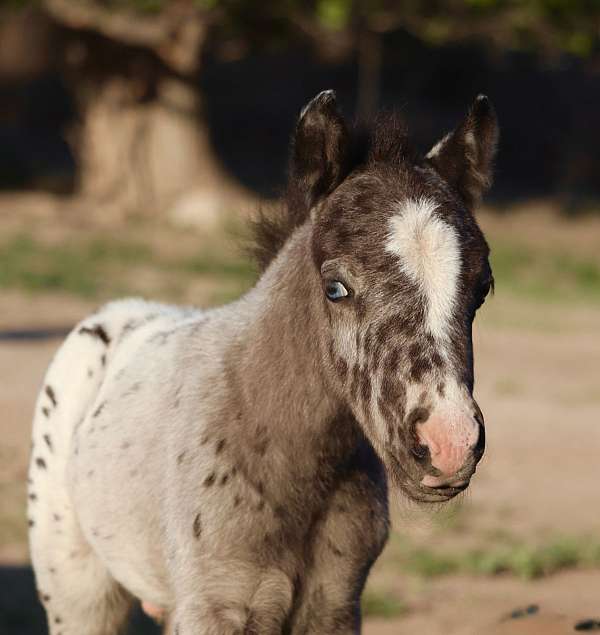 leopard-appaloosa-horse
