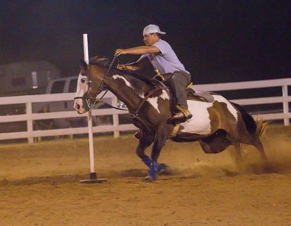 paint-horse-for-sale