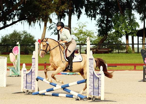 14-hand-champagne-pony