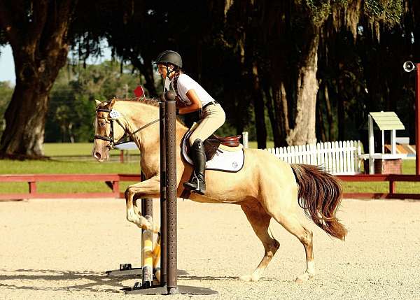 buckskin-champagne-dressage-pony