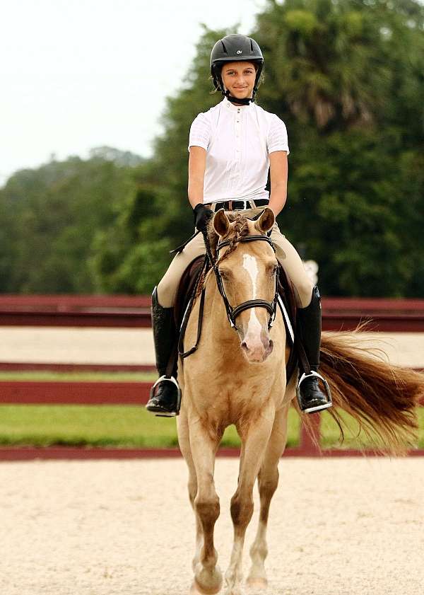 buckskin-champagne-driving-pony