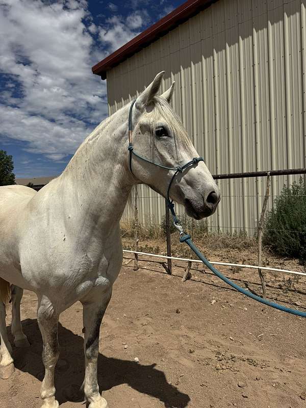mustang-horse-for-sale