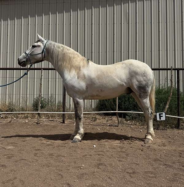 mustang-gelding