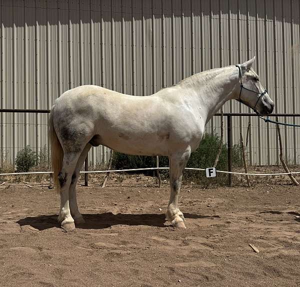 vaquero-mustang-horse
