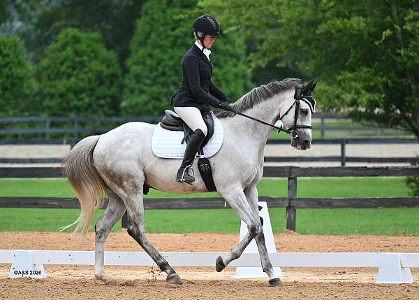 athletic-thoroughbred-horse