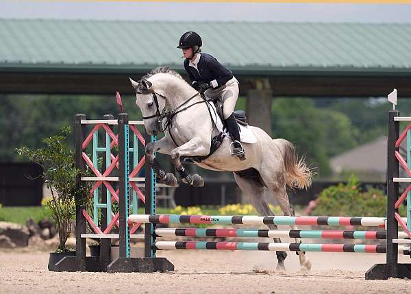 dressage-thoroughbred-horse