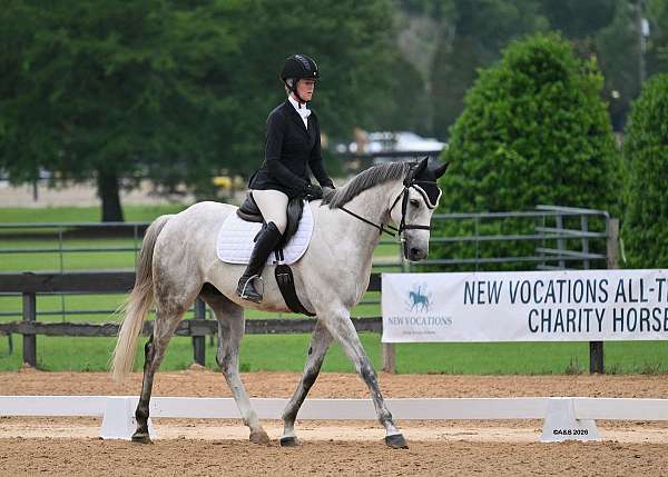 eventing-thoroughbred-horse
