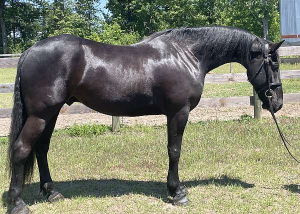 athletic-friesian-horse