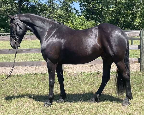dressage-friesian-horse