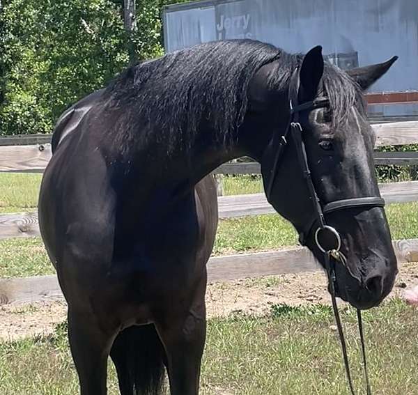 sporthorse-friesian-horse
