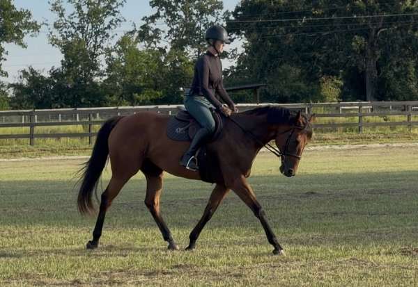 all-around-thoroughbred-horse