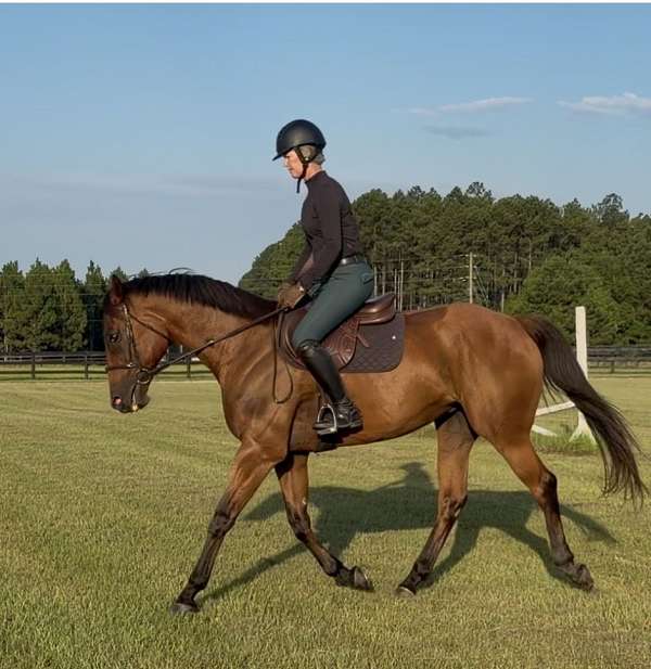 athletic-thoroughbred-horse