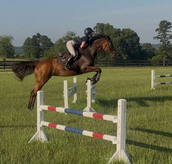 eventing-thoroughbred-horse