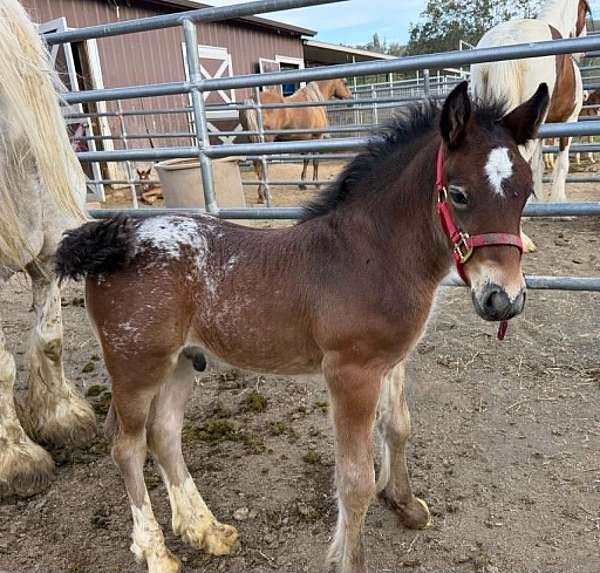 cross-halter-colt-mare