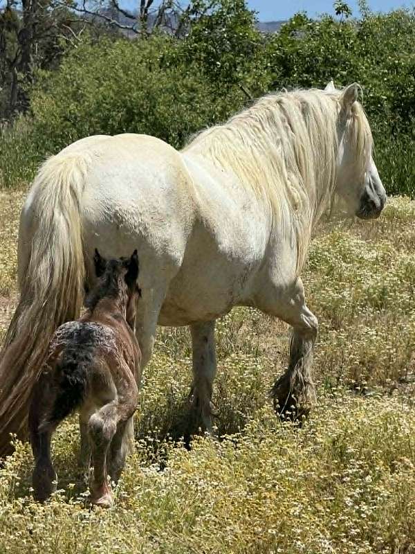 14-hand-gypsy-vanner-colt