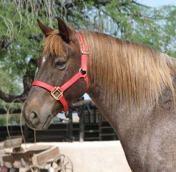 reg-quarter-pony