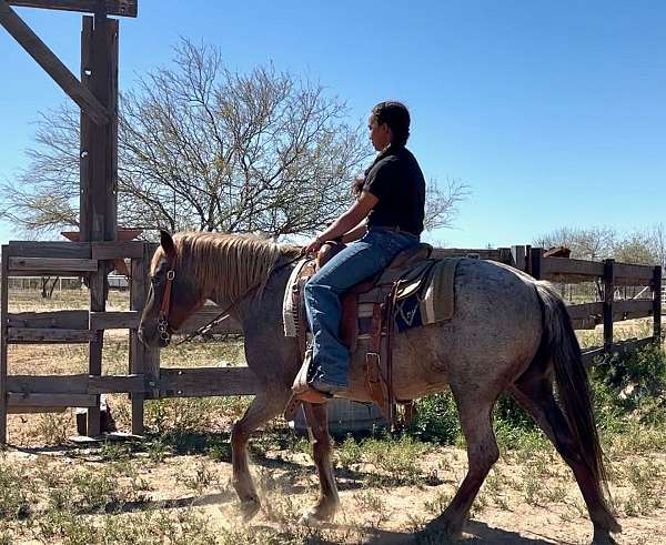 red-roan-iqpa-mare