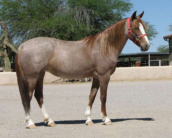 great-size-mare