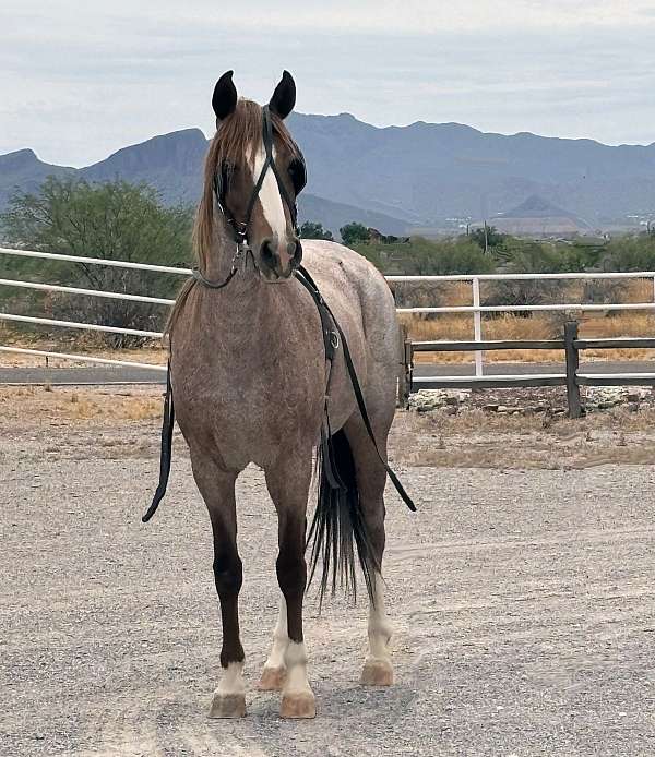 all-around-pony