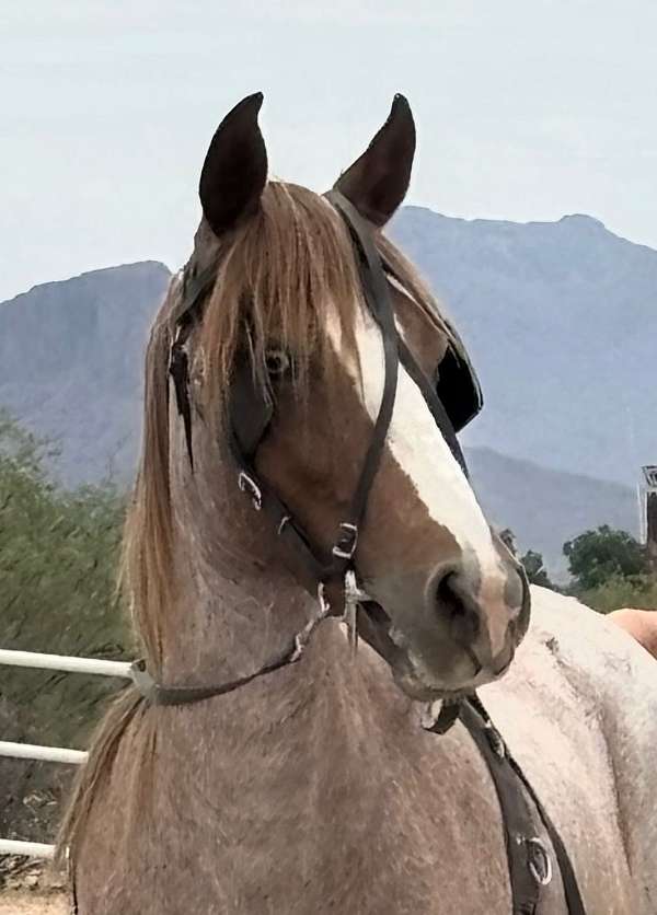 beginner-pony
