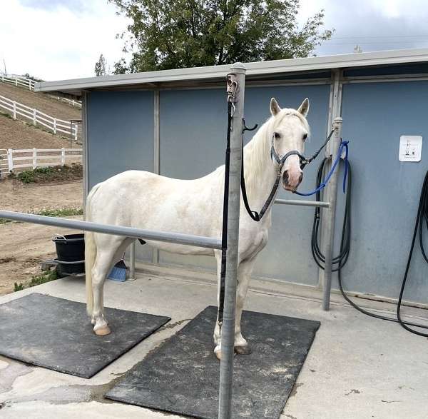 white-horse-tennessee-walking