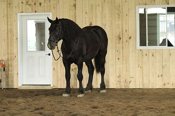 star-horse