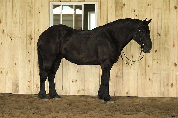 black-star-horse