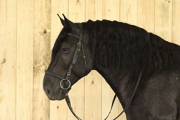 trail-horse-draft