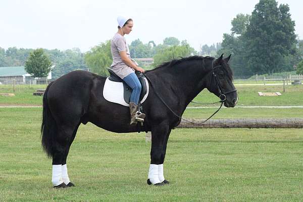 kid-safe-draft-horse