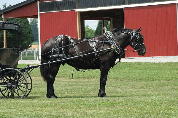 beautiful-draft-horse