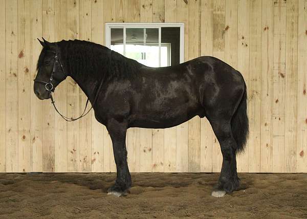draft-cross-horse