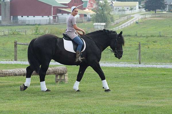 draft-horse