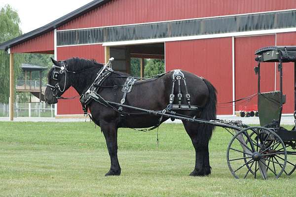 all-around-draft-horse