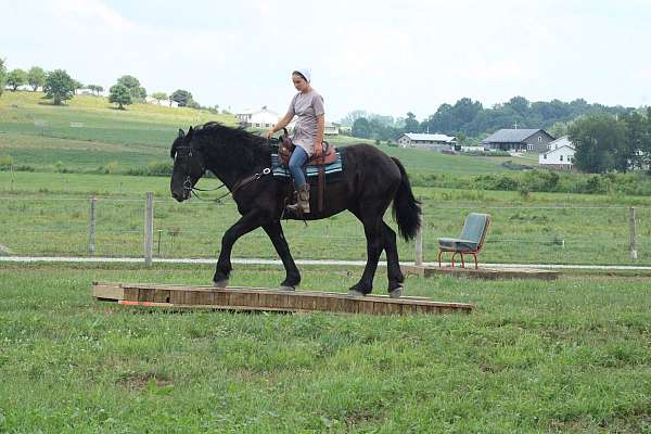 beginner-draft-horse