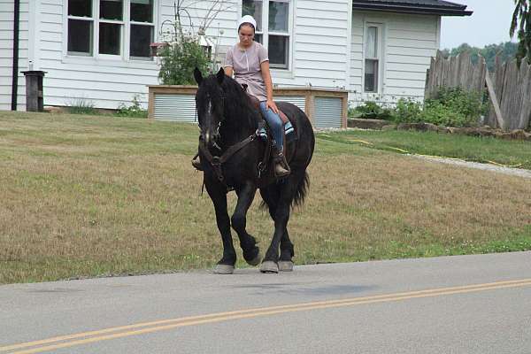 companion-draft-horse