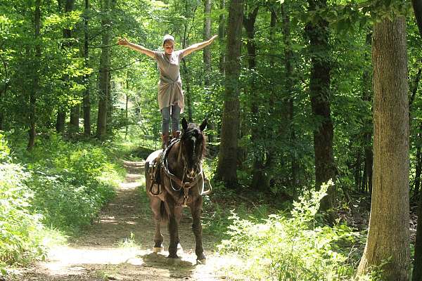 cross-draft-horse