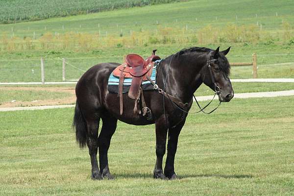 driving-draft-horse