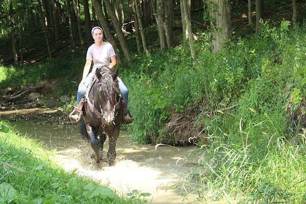 flashy-draft-horse
