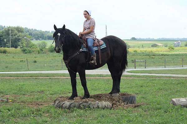 harness-draft-horse