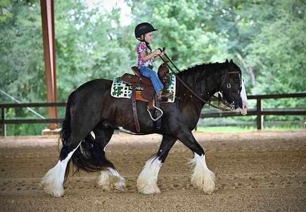 gypsy-vanner-horse