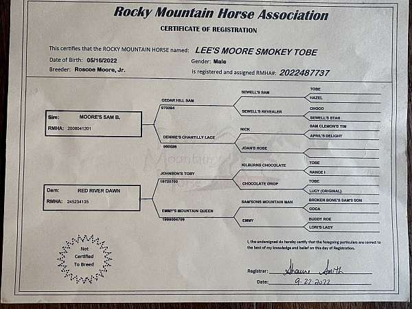 breeding-rocky-mountain-horse