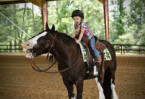flashy-gypsy-vanner-horse