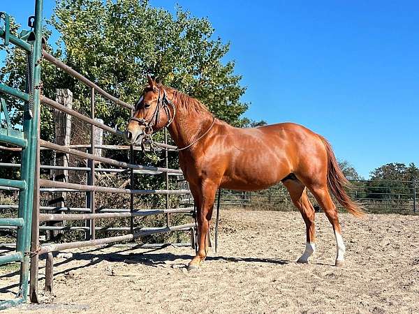 foundation-quarter-horse