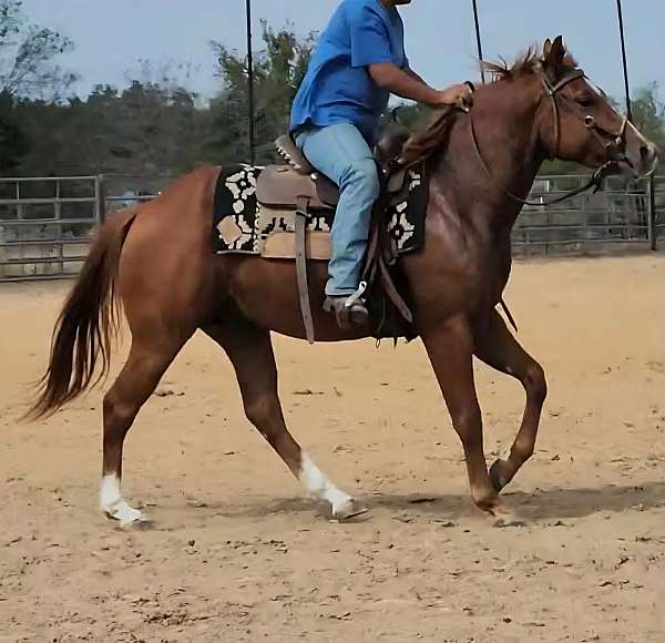 stallion-quarter-horse